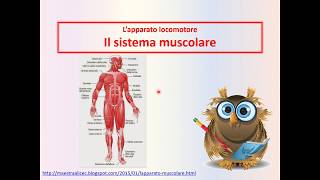 Il sistema muscolare [upl. by Surtimed]