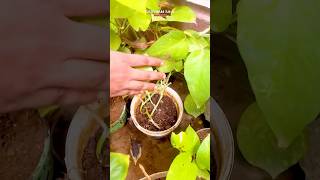 Homemade Organic fertilizer for plants from Kitchen waste ☘️😱 shorts organicfertilizer plants [upl. by Abrahan]