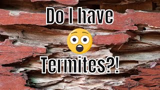 How Do I Know If I Have Termites 🐜🏡 Pictures and Signs of Termites in Your Home [upl. by Rabbi]