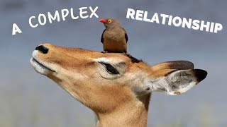 The Oxpecker and Their Hosts A Complex Relationship [upl. by Inotna]