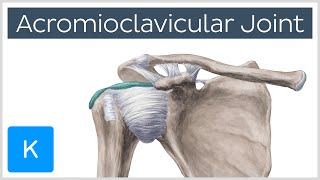 Acromioclavicular Joint  Location amp Function  Human Anatomy  Kenhub [upl. by Eaneg576]