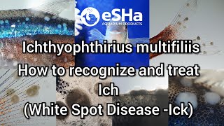 🇬🇧 ICHthyophthirius multifiliis  how to recognize and treat Ich  White spot disease  Ick [upl. by Patrica]