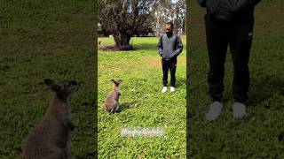 Hungry Wallaby asking for food shorts Wallaby hungrywallaby [upl. by Avis]