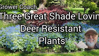 Three Great Shade Loving Deer Resistant Plants that go well together [upl. by Hartnett]