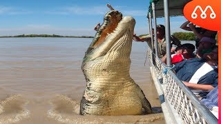 O GIGANTE CROCODILO BRUTUS [upl. by Tzong]