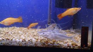 Are you thinking of getting some Pictus Catfish [upl. by Mitchel]