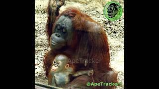 Mom Brings Adorable Baby Orangutan Up Close shorts [upl. by Seward]