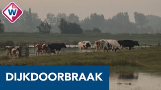 Dijkdoorbraak Reeuwijk Vee uit weilanden gered  OMROEP WEST [upl. by Ayian]