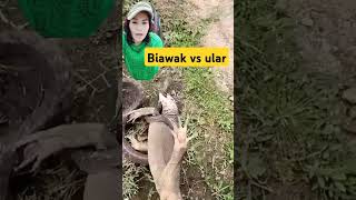 biawak vs ular reels jangkauanluas animals binatangliar duniasatwa [upl. by Edras]