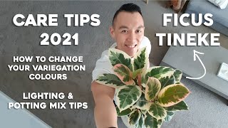 Ficus Tineke Care Tips  Lighting amp Potting Mix Tips [upl. by Fulbert543]