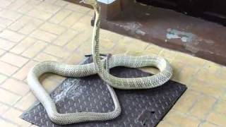 King Cobra  Great Specimen  Ophiophagus hannah in Thailand [upl. by Oribella756]