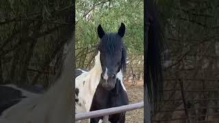 Getting the draft horses attention for photos horse drafthorses horsefeathers farmher [upl. by Dolphin]