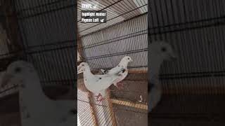 Bird No 73 Top Quality Long Distance Imported Grizzlie Pair  Homer Racer Grizzlie  Racer Pigeon 🕊️ [upl. by Minda]