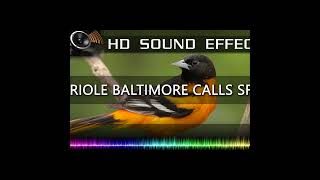 Baltimore Oriole Call Sound Effect shorts 🔉🐦  HQ [upl. by Sitruc]