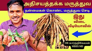 நன்னாரி மருத்துவ பலன்கள்Indian Sarsaparilla Hemidesmus indicus health benefitsdoctor karthikeyan [upl. by Wilfrid]