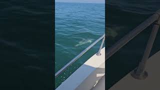 dolphins having fun wanchese NC outer banks atlantic ocean may 2024 2 [upl. by Gerson]