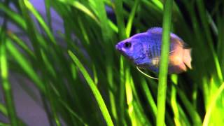 Dwarf Gourami Powder Blue [upl. by Tnahsarp507]