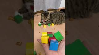 Fun time with Meme meme smartcat cutekitty cutecat catviralvideo [upl. by Haleehs]