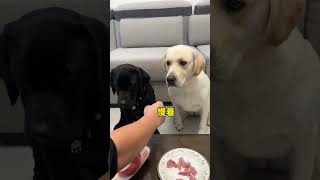 Dog I treat you as a brother but you want to eat my meal When you have a greedy puppy the do [upl. by Hunt]