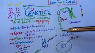 Genetics Basics Series 10  Genes  DNA  Chromosomes  LetsTakeACellfie BiologyAndSociety [upl. by Dorolice]