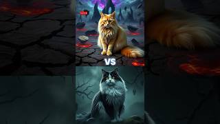 Norwegian Forest Cat vs Presian Cat Fight 😈 [upl. by Orlina]