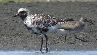 Grey Plover  Pluvialis squatarola  August 2023 [upl. by Haorbed]