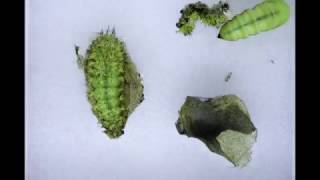 Metamorphosis Io Moth Caterpillars Pupate [upl. by Glimp]