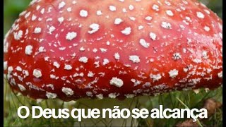 Homeopatia Agaricus muscarius o Deus que não se alcança [upl. by Ora]