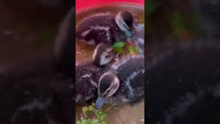 Greenwinged Teal Orphans [upl. by Natalee]