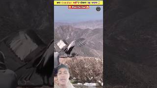 Codon pakhi देखियेbirds shorts reels viralvideo trainding [upl. by Amikay797]