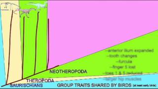 BIRD EVOLUTION CLADOGRAM AVETHEROPODA [upl. by Ocire]