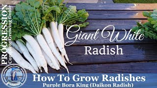 How to Grow Radishes l Complete Growing Guide [upl. by Yltsew]