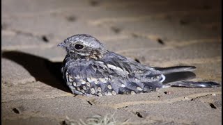 Fierynecked Nightjar  Afrikaanse Naguil [upl. by Azne]