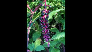 Plant Spotlight  Pokeweed Phytolacca americana [upl. by Leonardi]