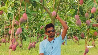 Miyazaki Mango Farming in India [upl. by Ajile]