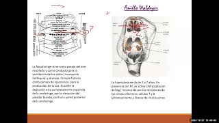 TEO 40PEDIATRIAINFECCIONES RESPIRATORIAS FARINGOAMIGDALITIS ADENOIDITIS Y OTITIS MEDIA [upl. by Scharaga839]