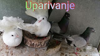 Uparivanje golubova i parovi koje imam [upl. by Grekin]