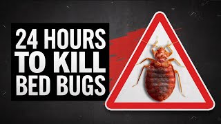 Get rid of Bed Bugs within 24 Hours ⏱️ GUARANTEED RESULTS [upl. by Clapp486]