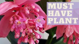 How To Grow MEDINILLA MAGNIFICA  Rose Grape Plant [upl. by Frey817]