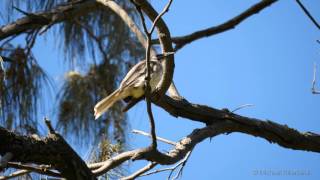 Noisy Friarbird Philemon corniculatus  Lärmlederkopf [upl. by Zetrom]