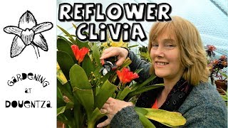 Reflowering the Clivia amp Basic Care [upl. by Gerita]