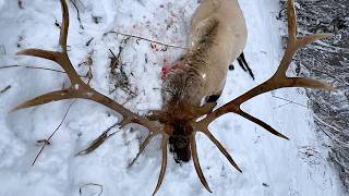 MASSIVE BACKCOUNTRY BULL ELK  Idaho Elk Hunting [upl. by Lemaj122]