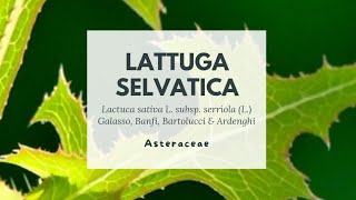 LATTUGA SELVATICA A MAGGIO [upl. by Cartie315]