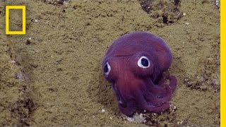 Adorable GooglyEyed Sea Creature Puzzles Scientists  National Geographic [upl. by Catima]