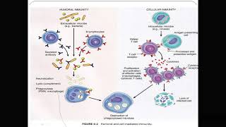 Immunopathology Introduction [upl. by Anilef767]