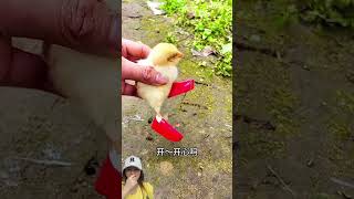 BELI SEPATU BARU ⁉️AYAM KECIL SUKA SEKOLAH 😱😍shorts funny dubbing [upl. by Adnama]