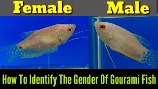 Gourami Fish Male And Female Identification [upl. by Froma]