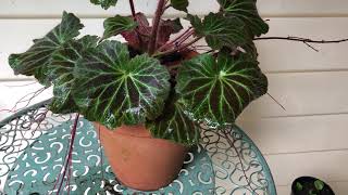 How to Grow Strawberry Begonia  Saxifraga stolonifera  In Pots and the Garden [upl. by Rotow9]