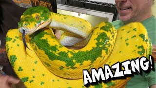 YOU HAVE TO SEE THESE SNAKES AMAZING  BRIAN BARCZYK [upl. by Anitsuj999]