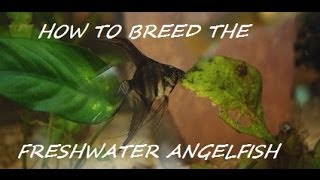 HOW TO BREED FRESHWATER ANGELFISH PART 7 OF 7 THE WRAP UP [upl. by Bresee]